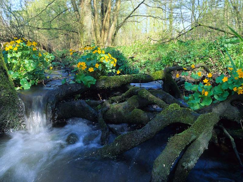 Circuit de promenade Schwarzbach Plan d'eau de Reichshoffen Reichshoffen Grand Est