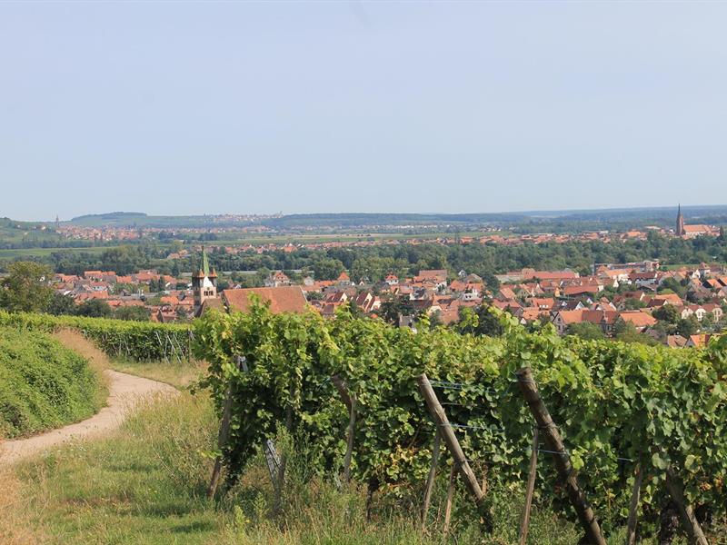 Circuit A l'assaut du Hahnenberg depuis Châtenois Châtenois Grand Est