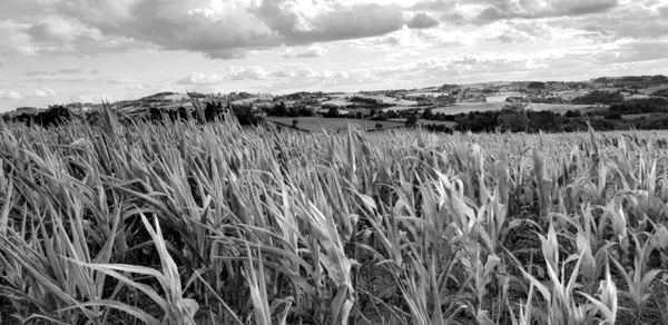 Balade Vers Montloubet La Capelle-Bleys Occitanie