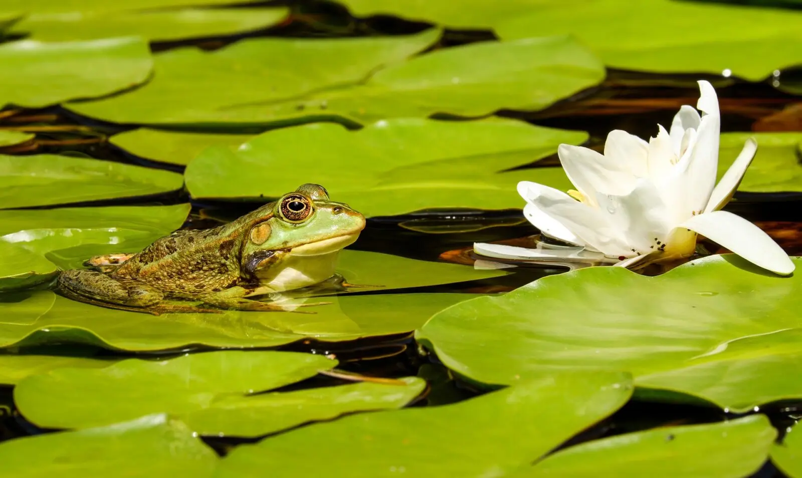 Sortie Nature sortie nocturne en carrière les amphibiens