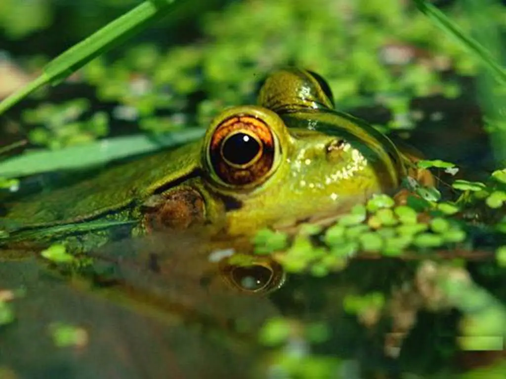 Faune et Flore de l'étang