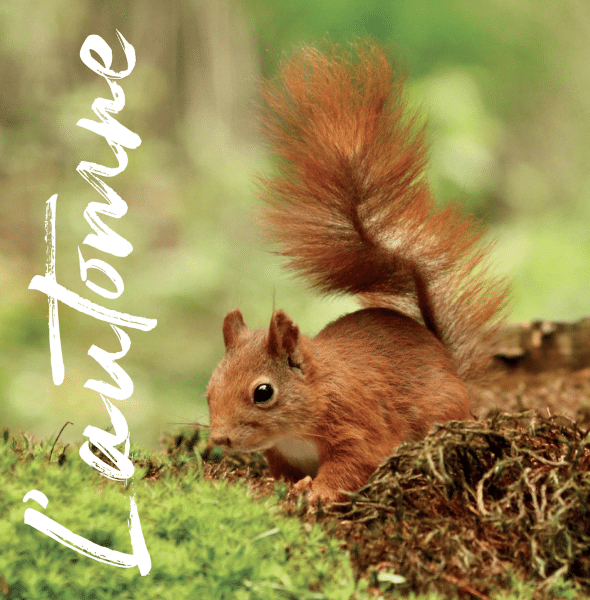 Accueillir la biodiversité dans son jardin