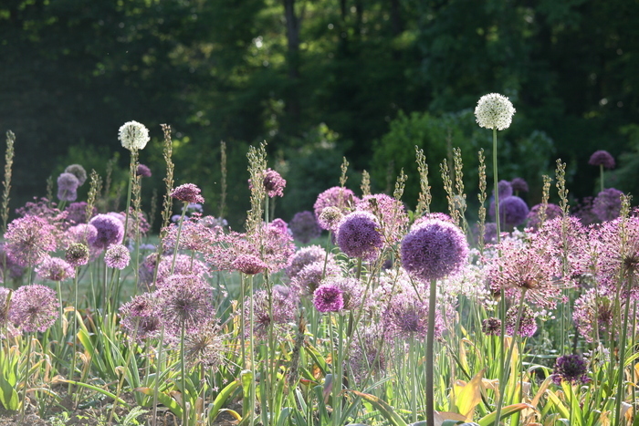 À la découverte des jardins de Losmonerie Château de Losmonerie Aixe-sur-Vienne