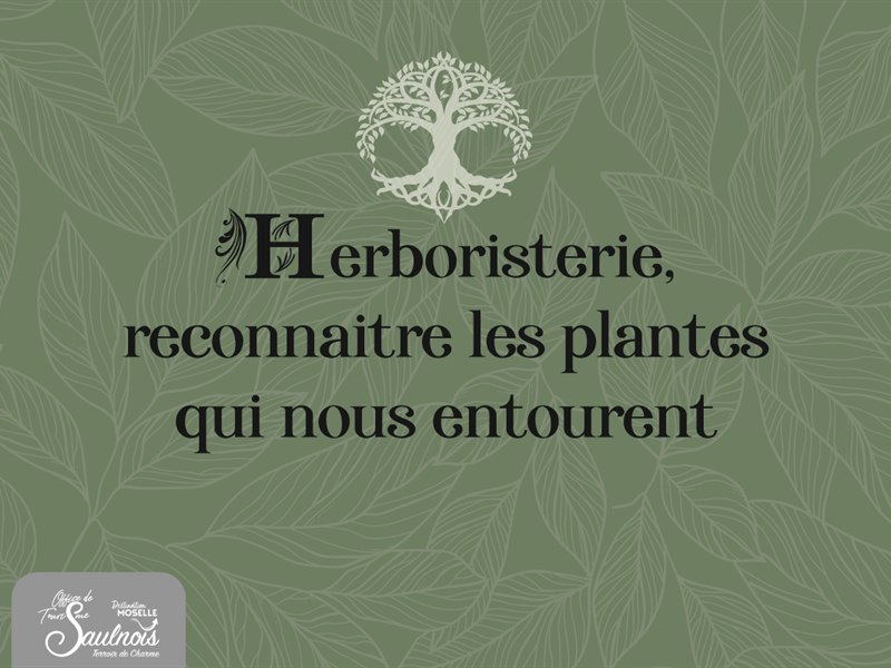 Herboristerie reconnaitre les plantes qui nous entourent