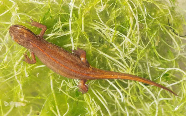 Sortie nature à la découverte des amphibiens