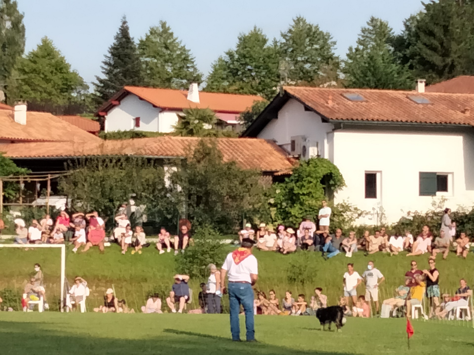 Concours de chiens de bergers