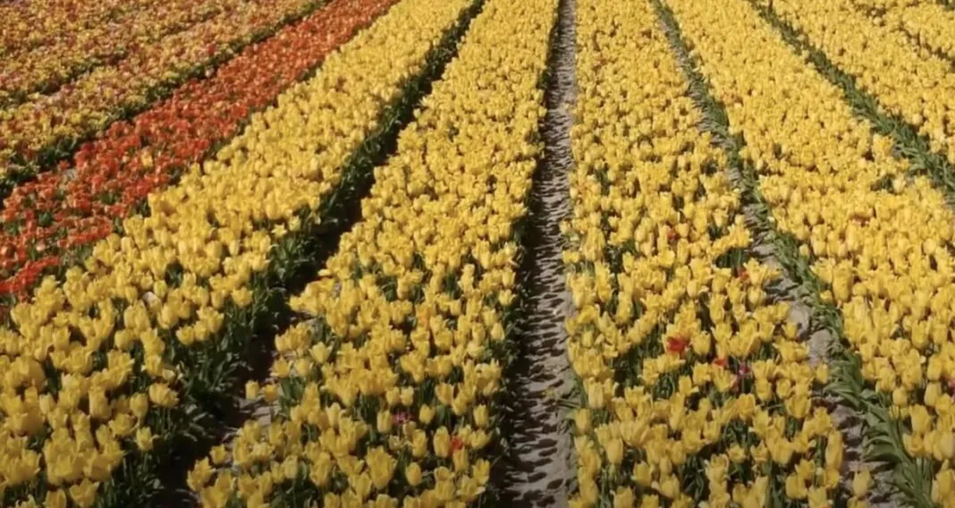 fete fleurs torche plomeur finistere bretagne