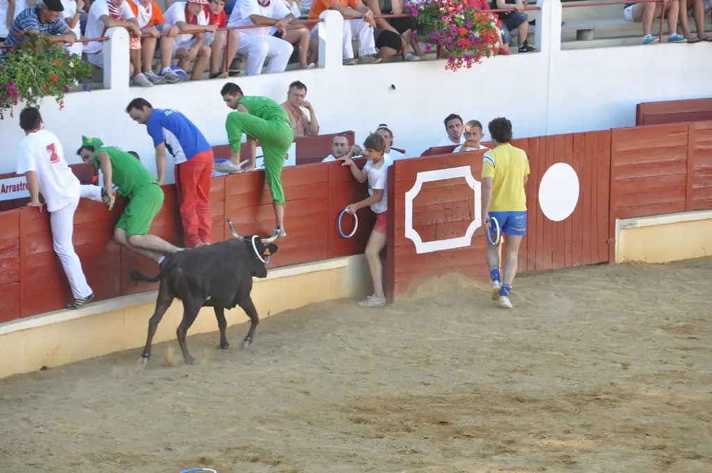 Course Landaise et jeux d'arènes