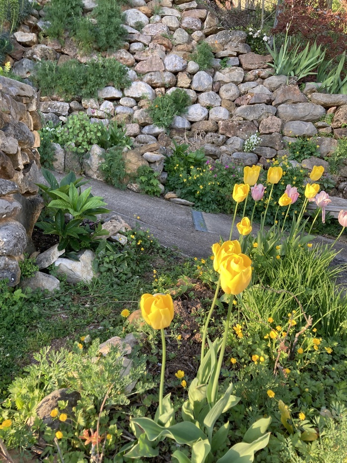 Visite du jardin cultivé sur des terrasses faites de murets en pierres sèches Jardin de l'Adret Barr