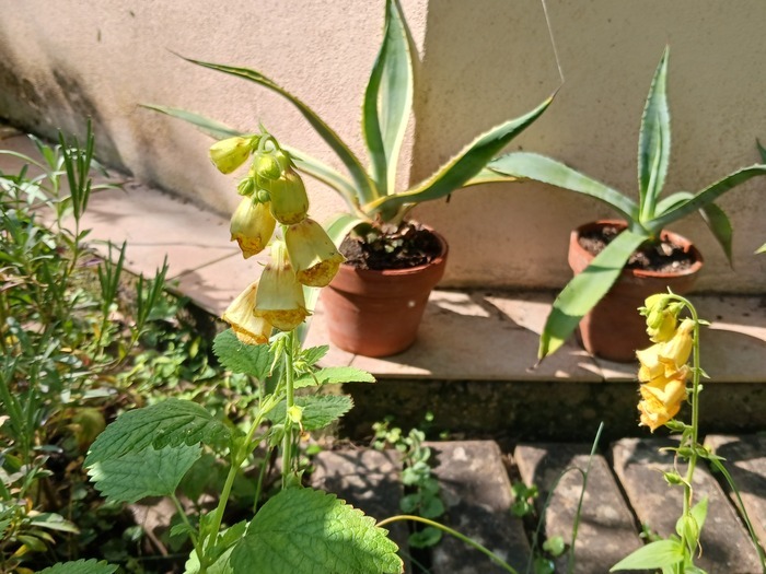 Découverte du jardin "Les Ifs" Jardin "Les Ifs" Châtenois