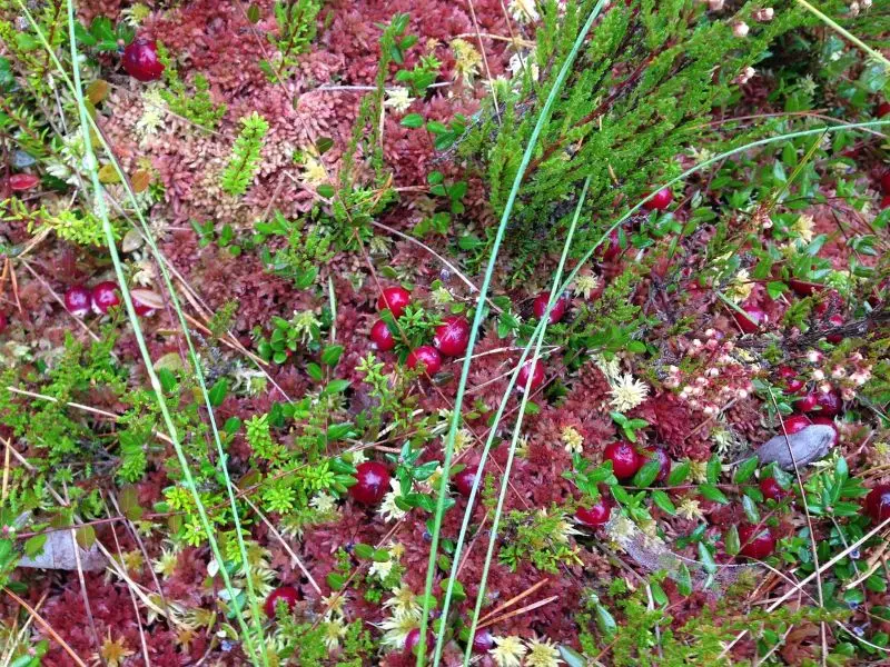 Printemps de la biodiversité Chasse aux trésors dans la vallée des Beunes