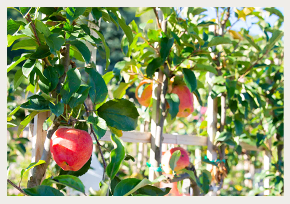 Atelier "taille des fruitiers" aux pépinières Passedat