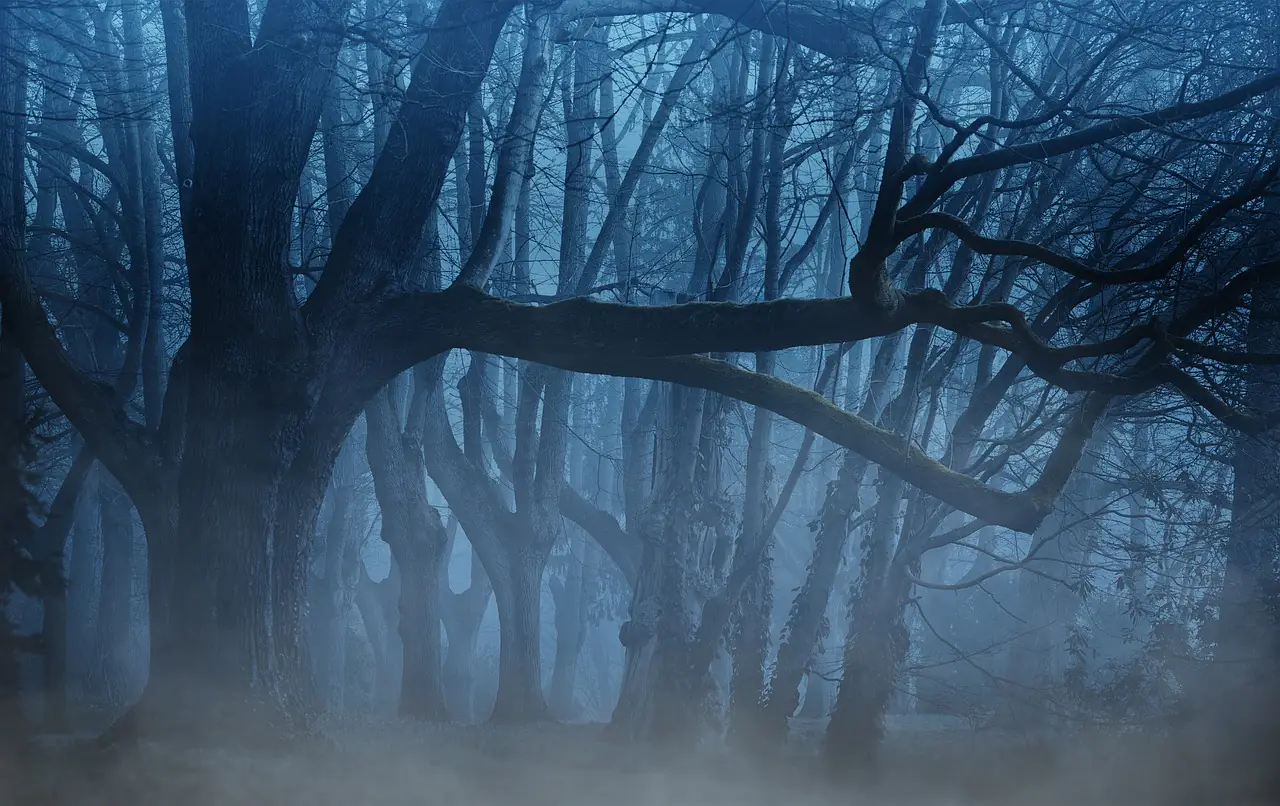 Les RDV de la chevêche balade nocturne à l'écoute de la forêt