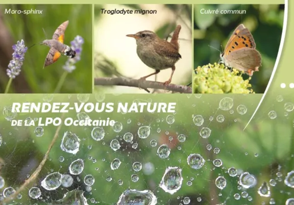 Comptage national printanier des oiseaux des jardins- Lévézou