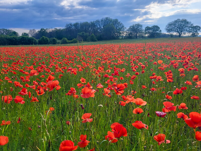 Fête du Printemps à Bovila