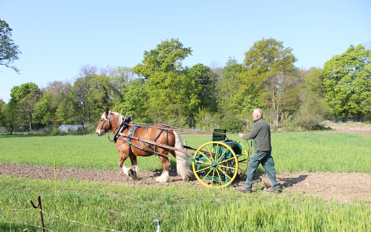 Production de plantes alimentaires et élevages à la Ferme de Paris La Ferme de Paris Paris