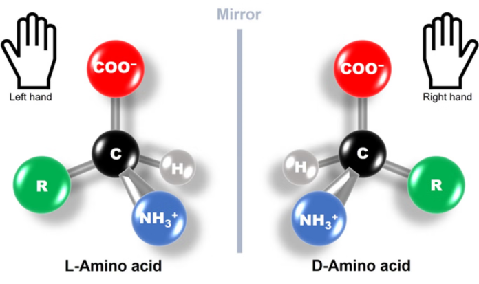 Bactéries miroir