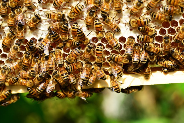 CONFÉRENCE SUR LES ABEILLES NOIRES ET LEUR INTÉRÊT POUR LA BIODIVERSITÉ