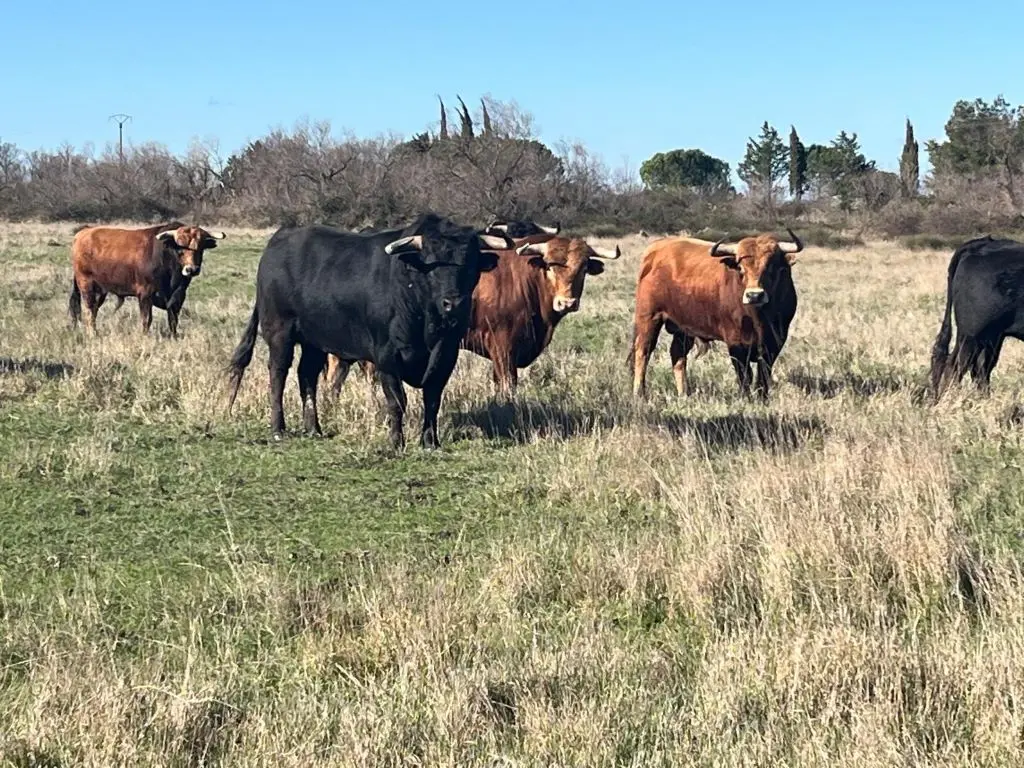 Corrida des Fêtes