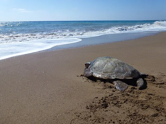 BALADE NATURE SUR LES TRACES DES TORTUES ET DES OISEAUX DU LITTORAL AVEC LE CPIE