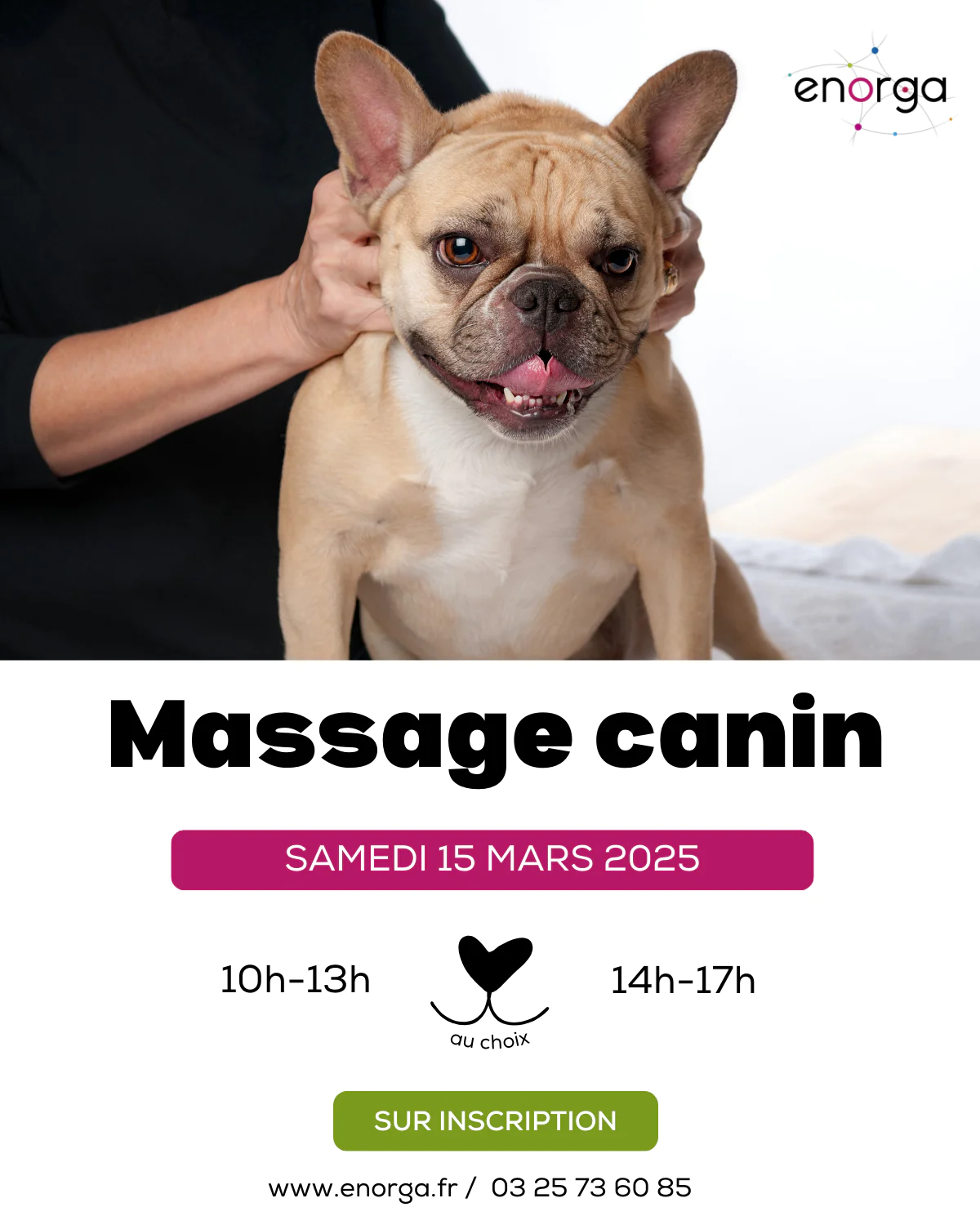 Massage canin techniques simples pour le bien-être de votre chien