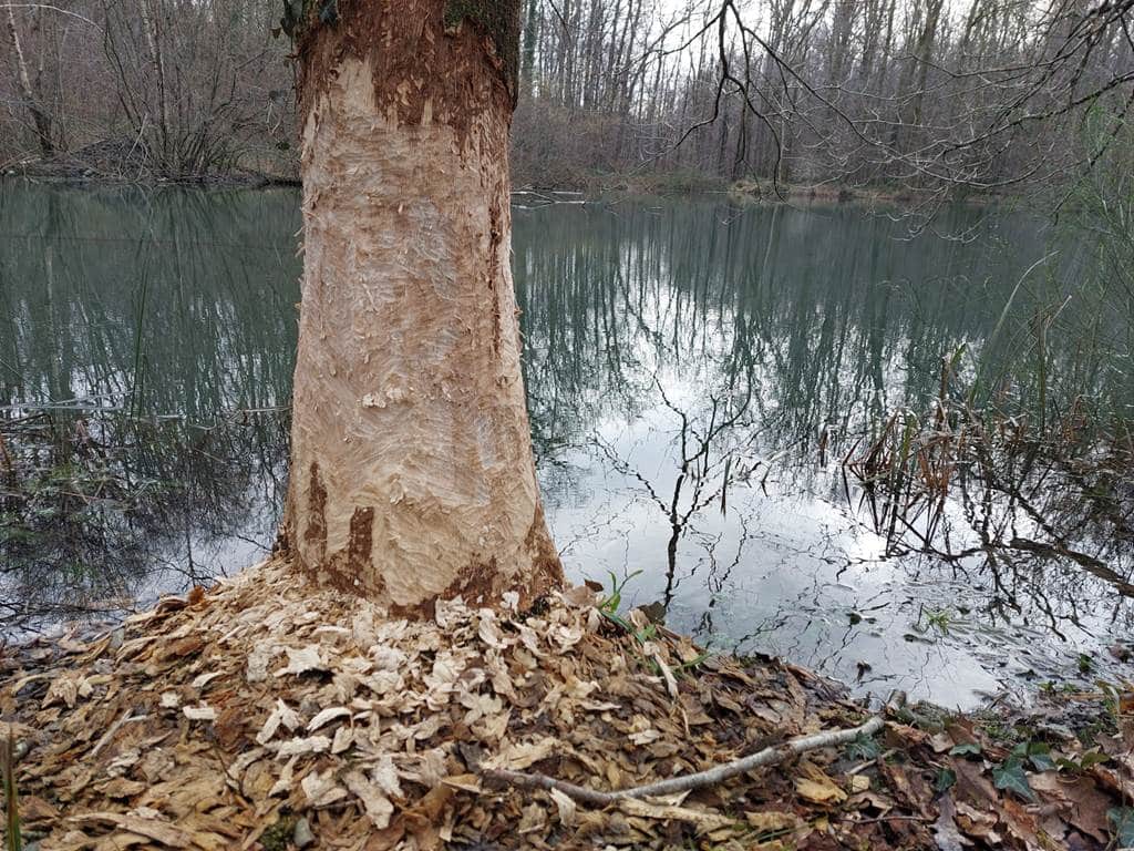 A la découverte du castor d'Europe