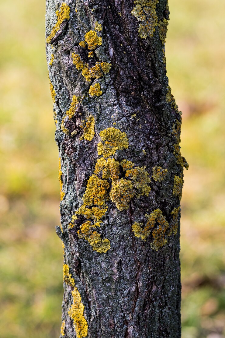 ATELIER LICHENS