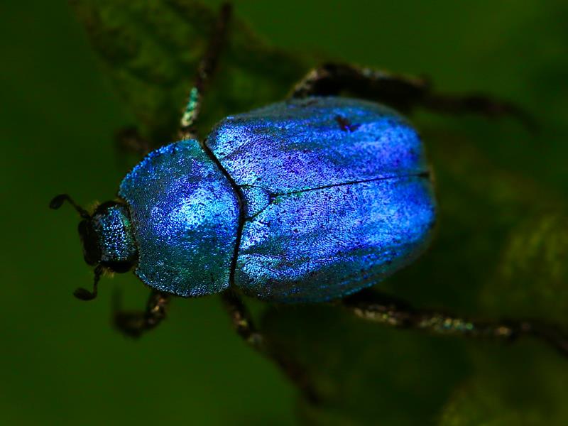 Nos voisins les insectes