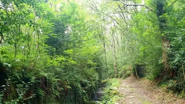 N°18 VTT Se mettre au vert Coupiac Occitanie