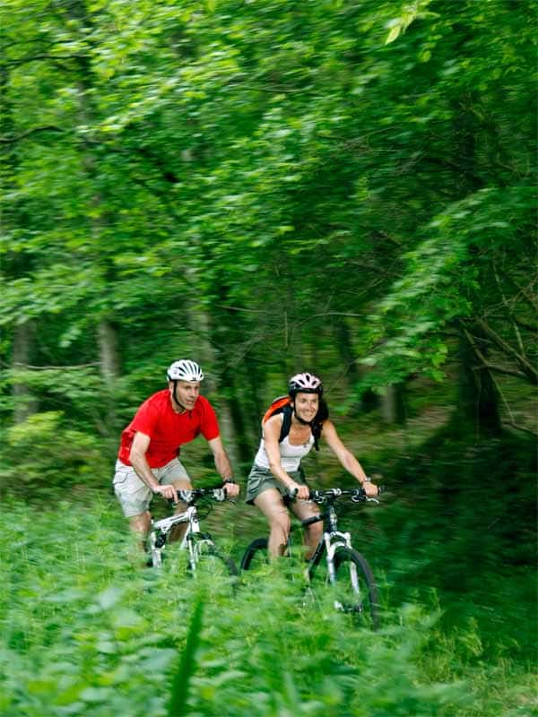 La forêt de Châteauneuf Châteauneuf-en-Thymerais Centre-Val de Loire