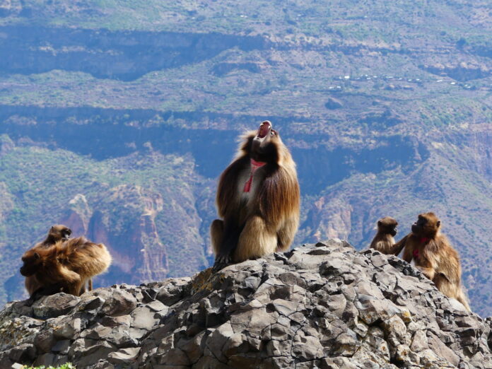 Alban Lemasson Maël Leroux