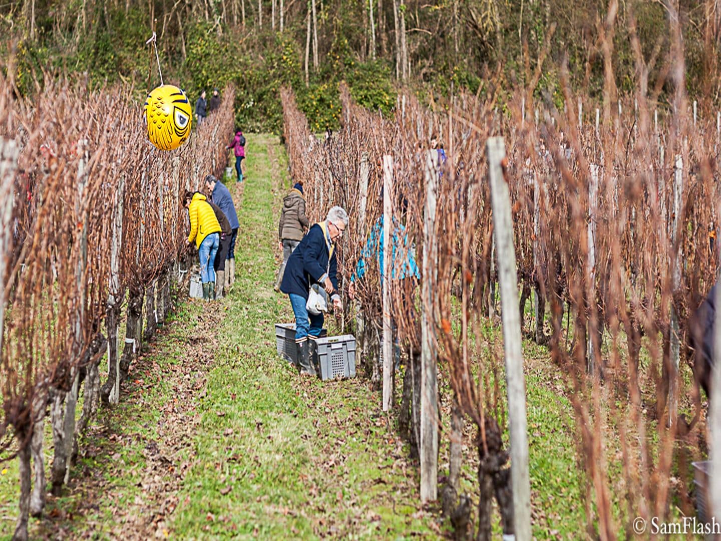 Vendanges de l’hivernal