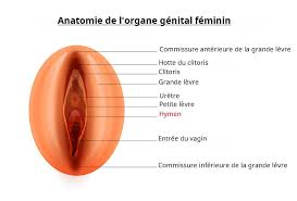 hymen virginité