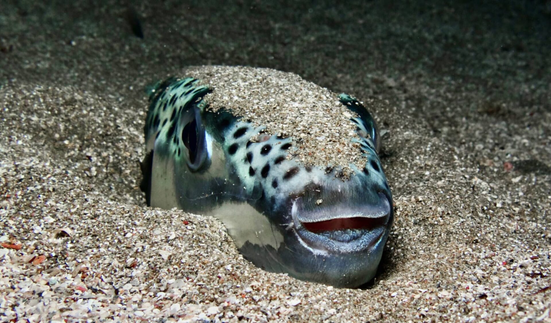 poisson tueur Méditerranée