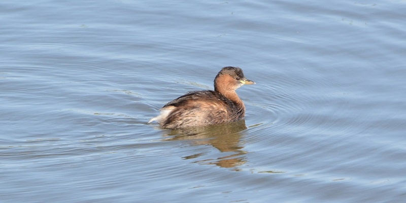 Un froid de canards sur le Louroux