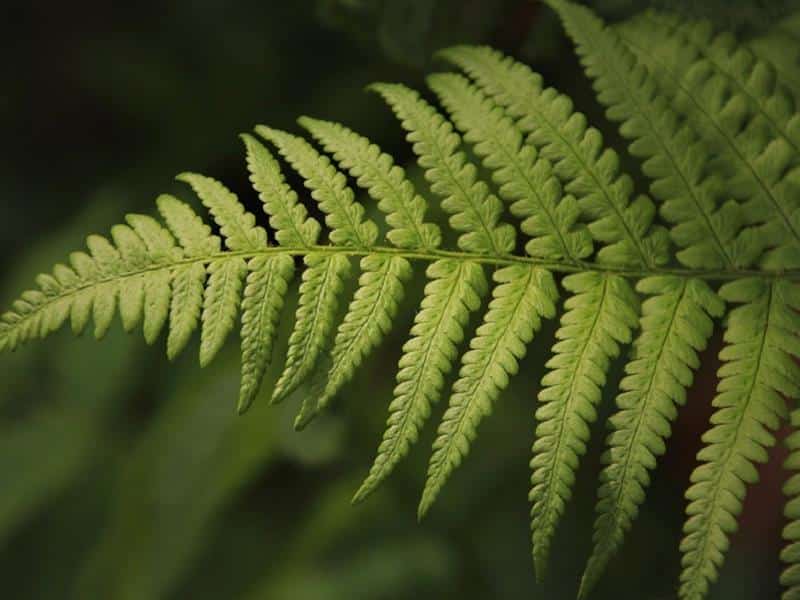 Sentier d'interprétation du Buchwald Boulay-Moselle Grand Est