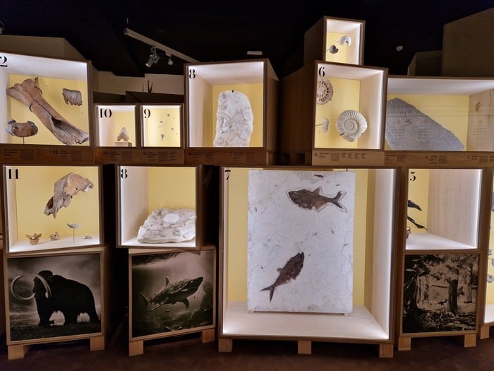 Trésors et biodiversité - Exposition itinérante du muséum d'histoire naturelle de Nantes Château de La Gobinière