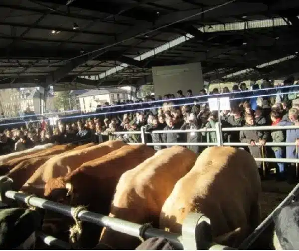 Concours des Boeufs de Noël de Laissac