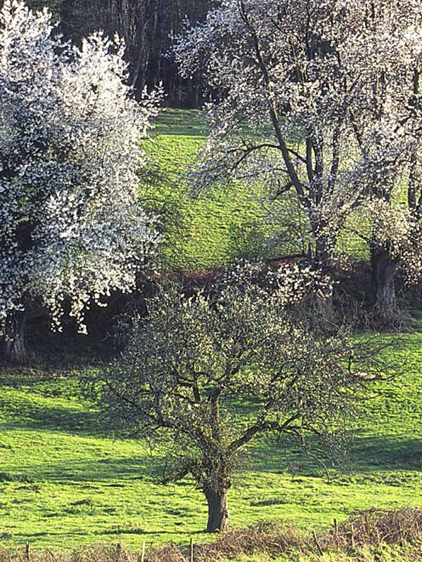 Le bois de Grandmont Charbonnières Centre-Val de Loire