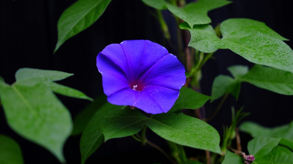 lsd plant champignon