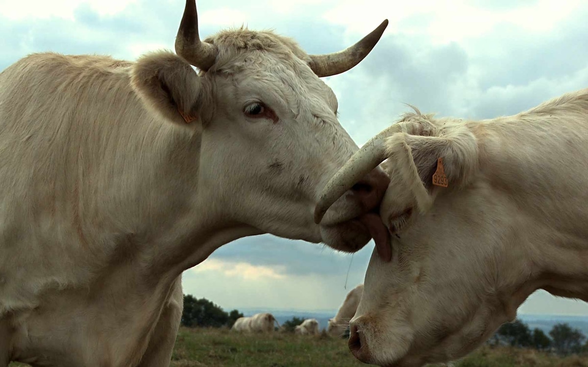 Ouvrez les Yeux doc : projection du film "Bovines