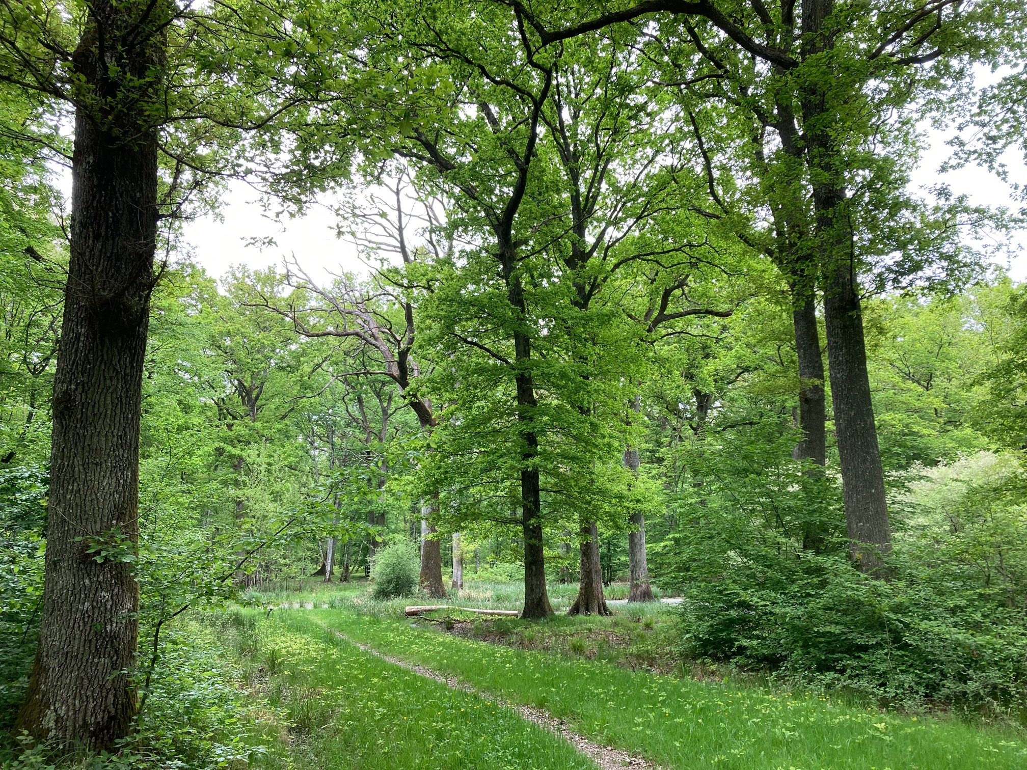 Balade du Chêne de l'Évangile ©FFRandonnée / CDRP 45 Chanteau Centre-Val de Loire