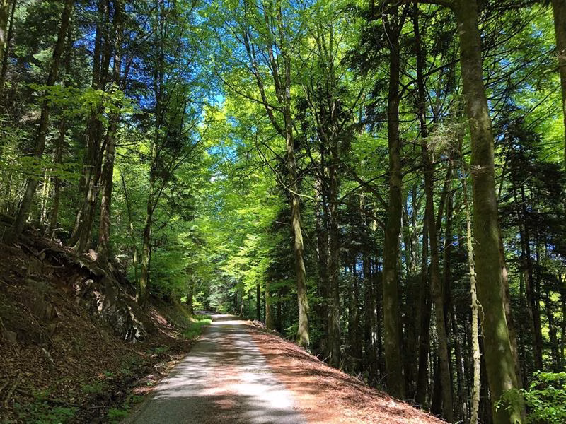 Rando n°19 Les clous Jussarupt Grand Est