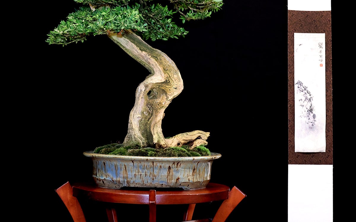 BONSAI EXPO 2025 AU PARC FLORAL DE PARIS Parc Floral de Paris  Paris