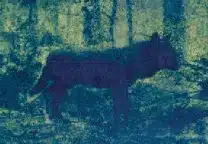 Exposition de photographies Julien Coquentin