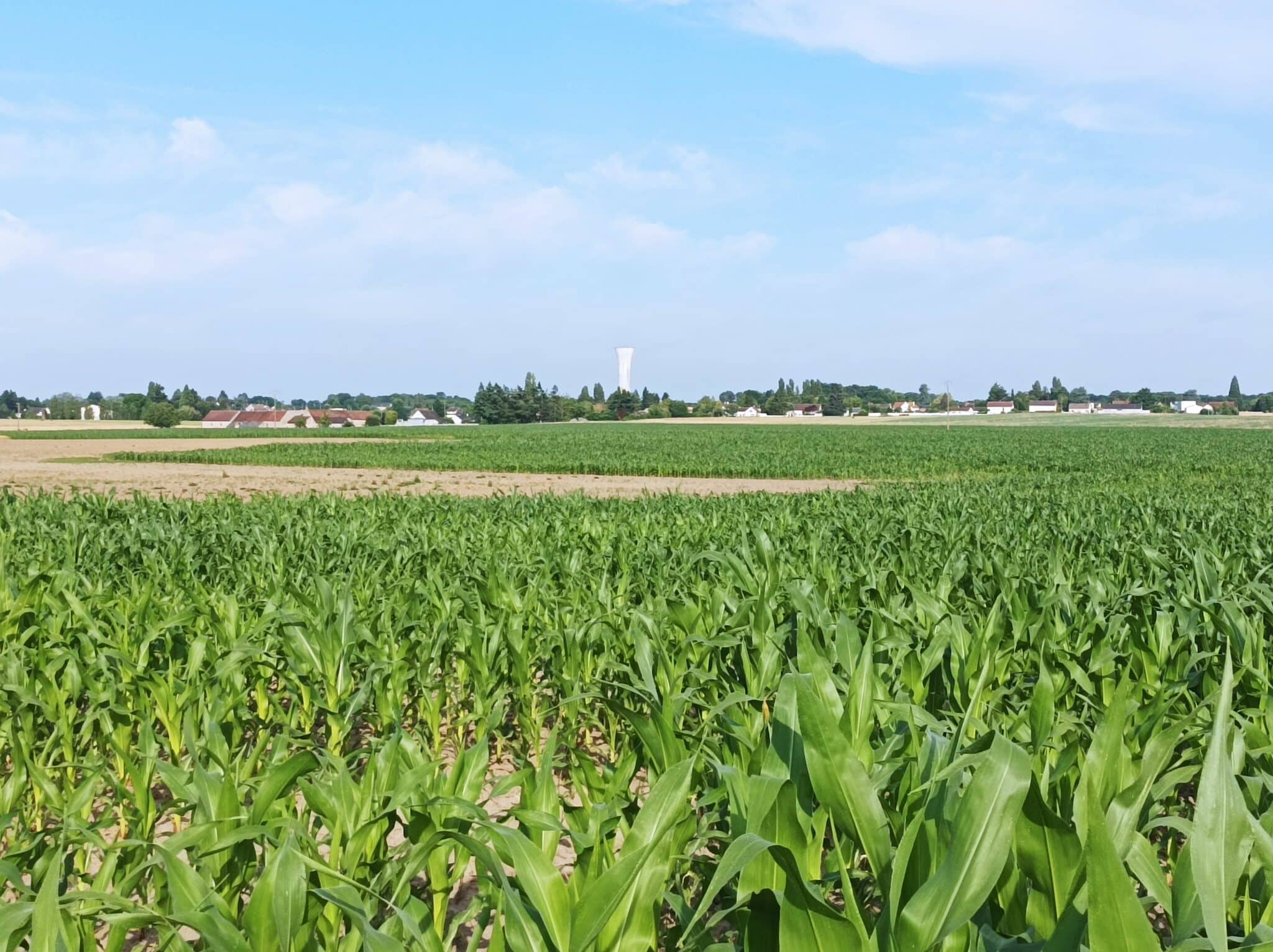 Entre plaine et forêt ©FFRandonnée / CDRP 45 Marigny-les-Usages Centre-Val de Loire
