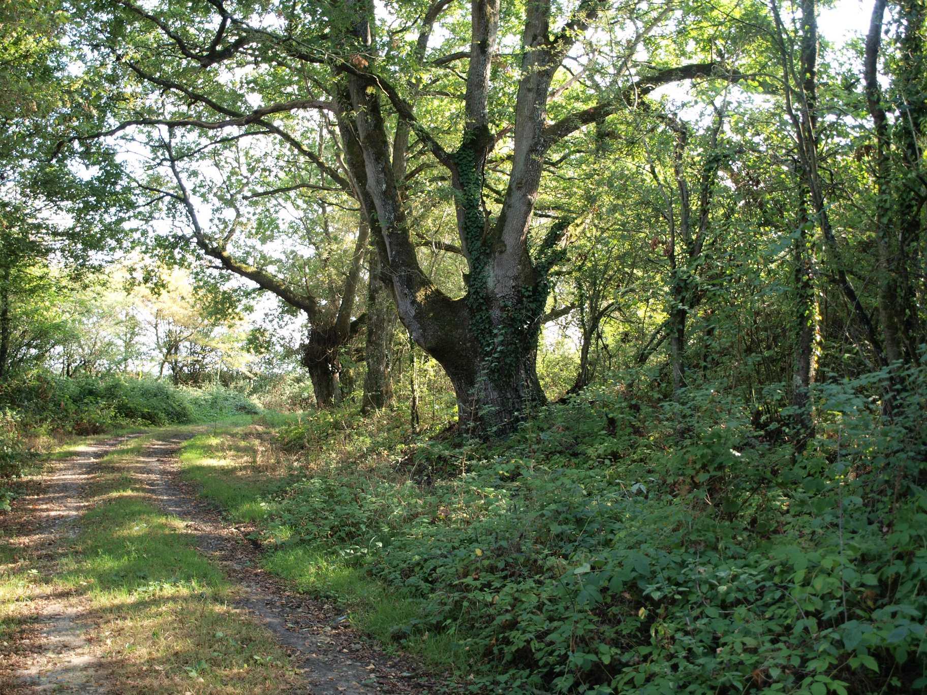 Base VTT sud du Perche De bois en bois C16 Beauchêne Centre-Val de Loire