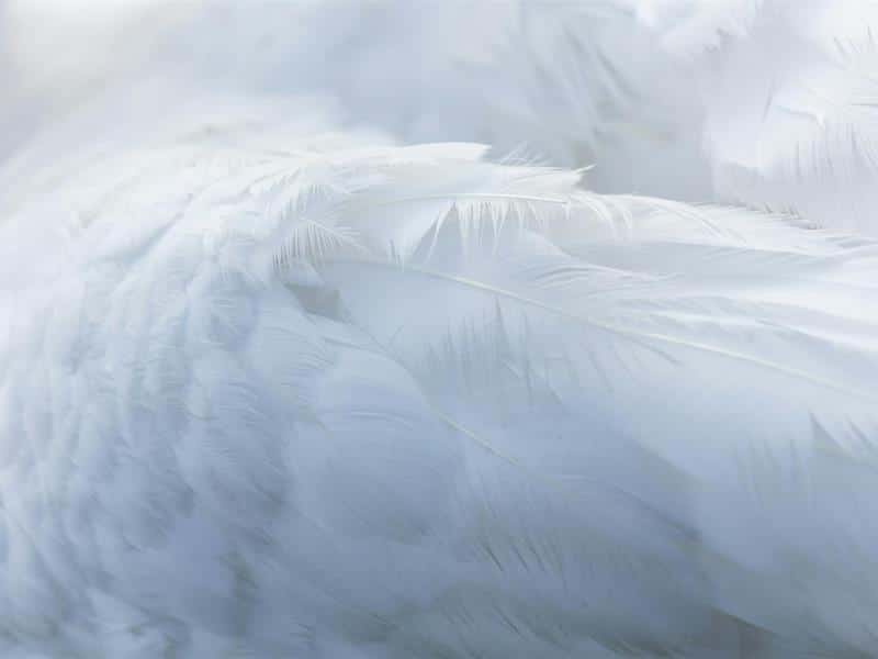 Conte du Duo Plume Au fil de l'hiver