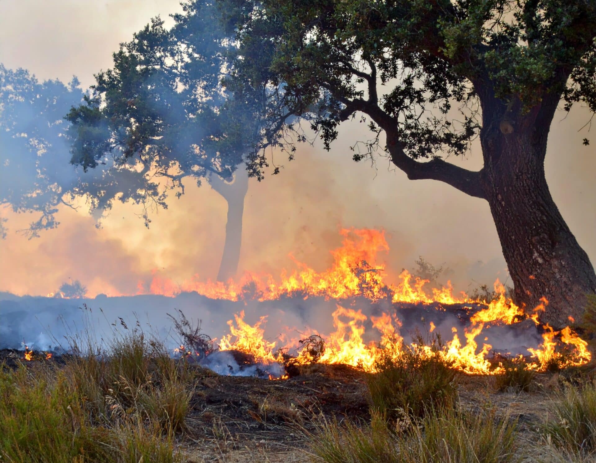 feu broceliande