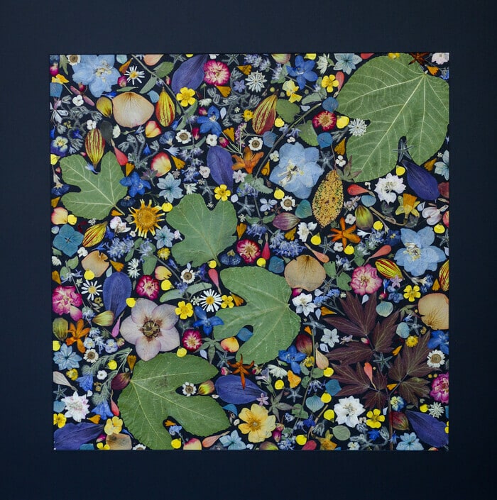 Herbiers à l'Orangerie du Thabor Orangerie du Thabor Rennes